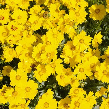 Coreopsis grandiflora Mayfield Giants (zaad) - Meisjesogen