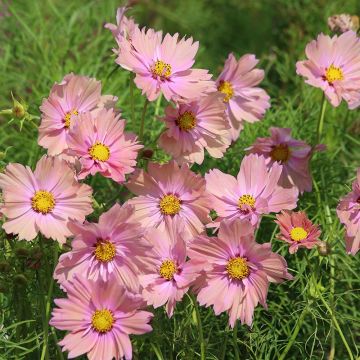 Cosmea Apricotta (zaad) - Cosmos bipinnatus