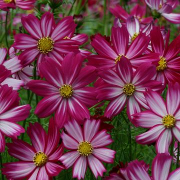 Cosmea Cosimo Red White (zaad) - Cosmos bipinnatus