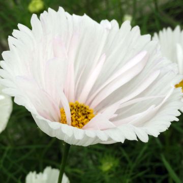 Cosmea Cupcakes Wit (zaad) - Cosmos bipinnatus Cosmea Cupcakes Wit (zaad) - Cosmos bipinnatus