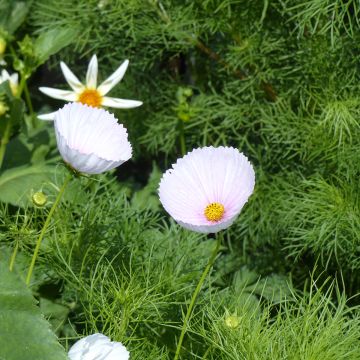 Cosmos Cupsy Blush biologisch (zaad) - Mexicaanse aster