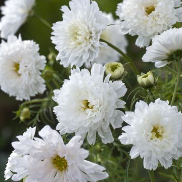 Cosmea Double Click Snow Puff (zaad) - Cosmos bipinnatus