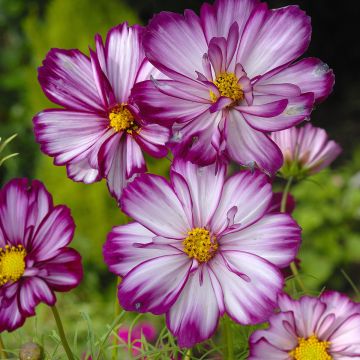 Cosmea Fizzy Pink (zaad) - Cosmos bipinnatus