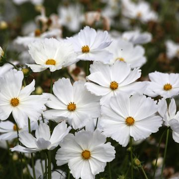 Cosmea Lucinda (zaad) - Cosmos bipinnatus