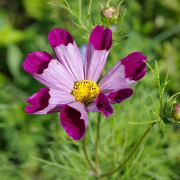 Cosmea Pied Piper Rood (zaad) - Cosmos bipinnatus