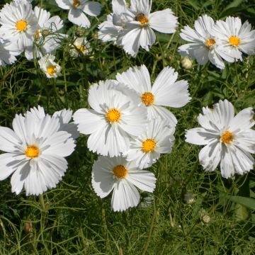Cosmea Psyché White (zaad) - Cosmos bipinnatus