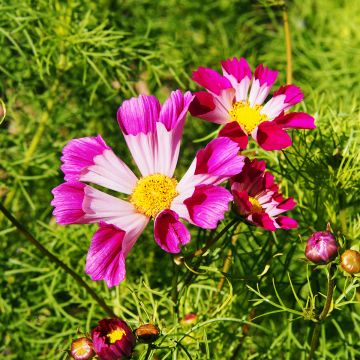 Cosmea Sea Shells (zaad) - Cosmos bipinnatus Cosmea Sea Shells (zaad) - Cosmos bipinnatus