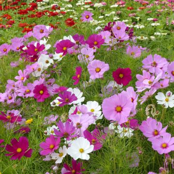 Cosmea Sensation Royal nain Mix (zaad) - Cosmos bipinnatus