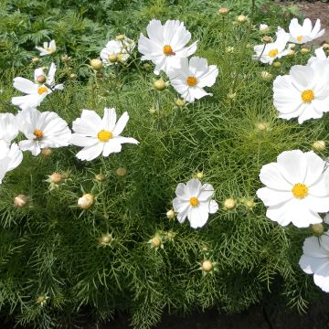 Cosmea Sonata Wit (zaad) - Cosmos bipinnatus