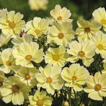 Cosmea Xanthos (zaad) - Cosmos bipinnatus