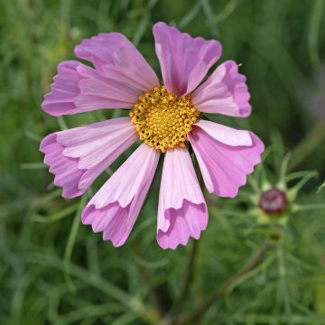 Cosmea Pinwheel Roze (zaad) - Cosmos bipinnatus