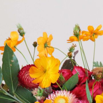 Cosmos sulphureus Crest Orange (zaad) - Oranje cosmea