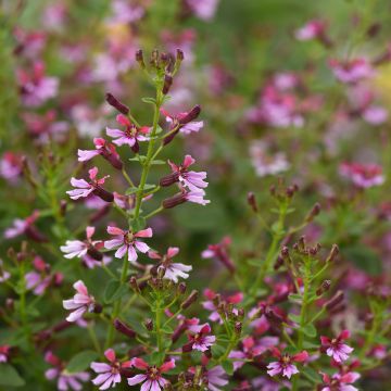 Cuphea Pink Shimmer (zaad)