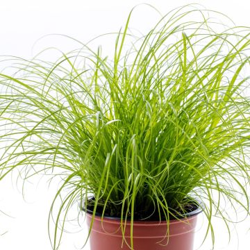 Cyperus alternifolius - Parapluplant