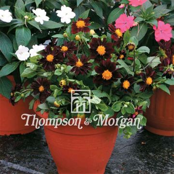 Dahlia Black Beauty (zaad)