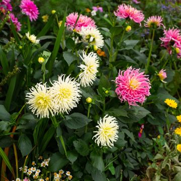 Dahlia Cactus Hybrids Mix (zaad)
