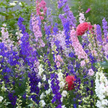 Ridderspoor Imperial Mix (zaad) - Delphinium consolida