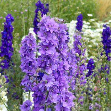 Ridderspoor Imperial QIS Lila (zaad) - Delphinium consolida