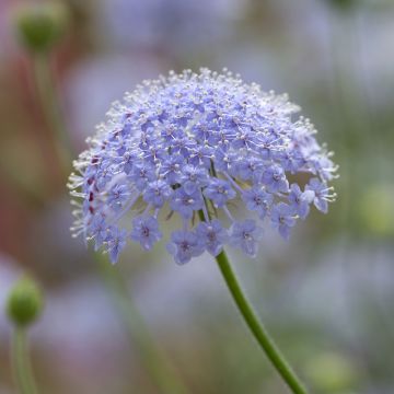Didiscus caeruleus Lace Blue (zaad) - Trachymene blauw