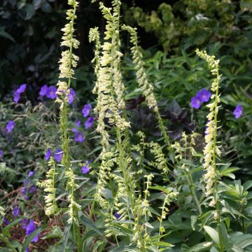 Digitalis lutea (zaad) - Gele vingerhoedskruid