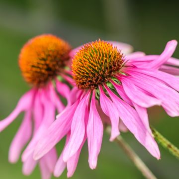 Echinacea purpurea Feeling Pink (zaad) - Rode zonnehoed
