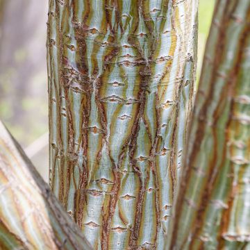 Zaden van Acer davidii