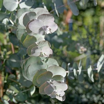 Eucalyptus cinerea Silver Dollar (zaad) - Gomboom