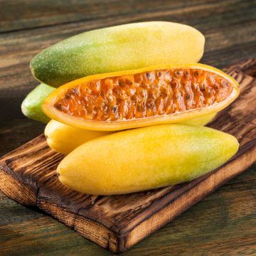 Passiflora tripartita var. mollissima (zaad) - Banaanpassiebloem