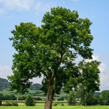 Fraxinus excelsior (zaad) - Gewone es