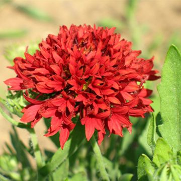 Gaillardia pulchella Red Plume (zaad) - Kokardebloem