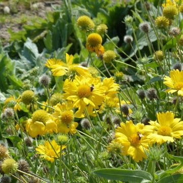 Gaillardia grandiflora Aurea Pura (zaad) - Kokardebloem