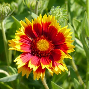 Gaillardia grandiflora Dazzler (zaad) - Kokardebloem