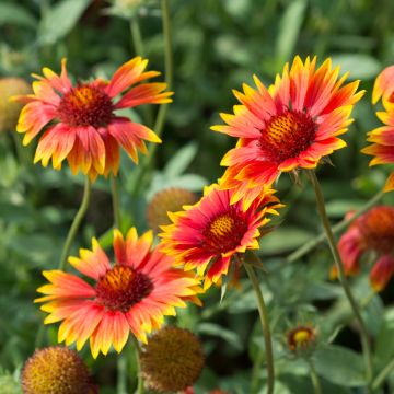 Gaillardia (zaad) - Kokardebloem