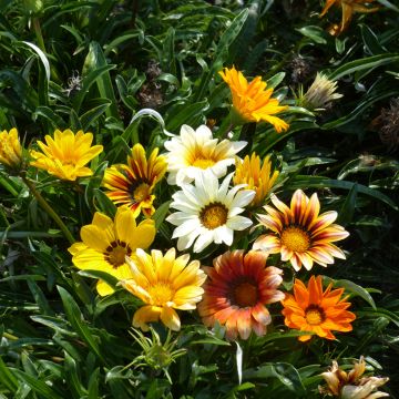 Gazania Sunshine Hybrids (zaad) - Middaggoud Gazania Sunshine Hybrids (zaad) - Middaggoud