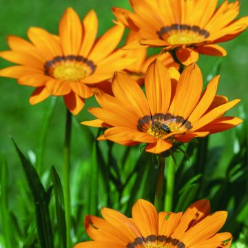 Gazania Zany F1 Orange (zaad) - Middaggoud