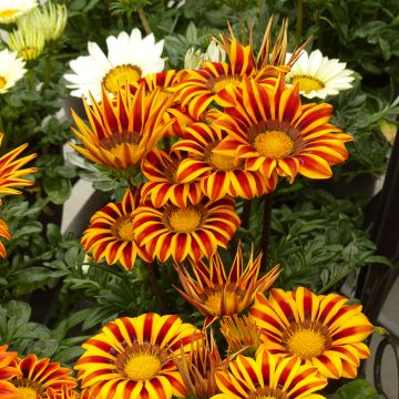 Gazania Zany F1 Orange Flame (zaad) - Middaggoud Gazania Zany F1 Orange Flame (zaad) - Middaggoud