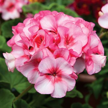 Pelargonium Horizon New Star F1 Hybrid (zaad) - Zonale geranium