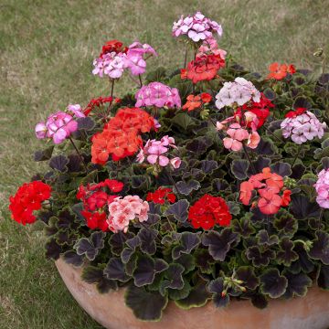 Pelargonium Horizon Shadow Mix F1 (zaad) - Zonale geranium
