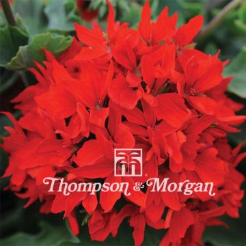 Pelargonium Quantum Rood F1 (zaad) - Zonale geranium
