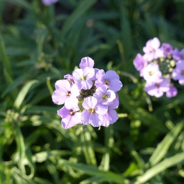 Erysimum linifolium Little Kiss Lilac (zaad) – Steenraket