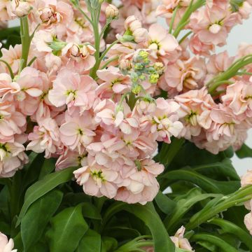 Zaden Matthiola Milla Salmon