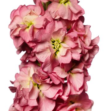 Matthiola incana Stox Antique Rose (zaad) - Zomerviolier