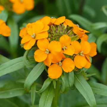 Erysimum allionii Oranje (zaad) – Muurbloem Erysimum allionii Oranje (zaad) – Muurbloem