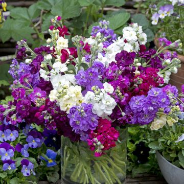 Matthiola incana Anytime Formula Mix (zaad) - Zomerviolier Matthiola incana Anytime Formula Mix (zaad) - Zomerviolier