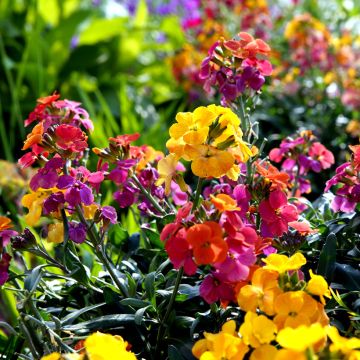 Erysimum cheiri Fair Lady Mix (zaad) – Muurbloem Erysimum cheiri Fair Lady Mix (zaad) – Muurbloem
