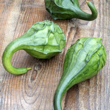 Fleskalebas Dinosaur (zaad) - Cucurbita siceraria