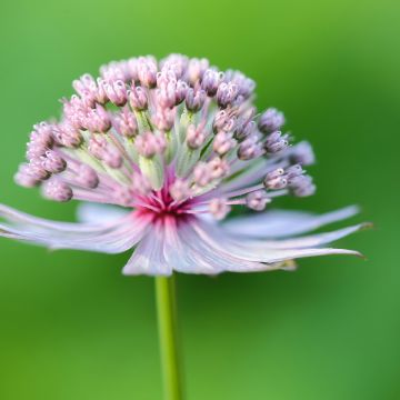 Astrantia major (zaad) - Zeeuws knoopje