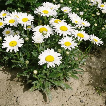 Leucanthemum superbum Silver Princess (zaad) - Tuinmargriet