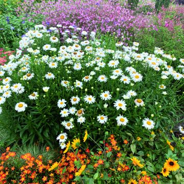 Leucanthemum superbum Crazy Daisy (zaad) - Tuinmargriet
