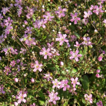 Gypsophila elegans Rosea (zaad) - Gipskruid